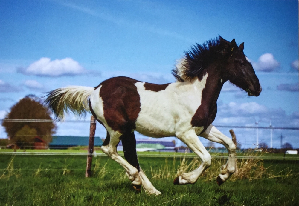 Bild 1 von Pferd