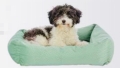 3x Hundebett aus der Soft Edition