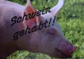 Schwein gehabt 