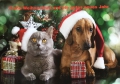 Katze & Hund