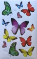 Schmetterlinge (groß & klein)