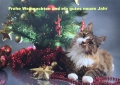 Katze