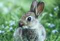 Hase  No. 02